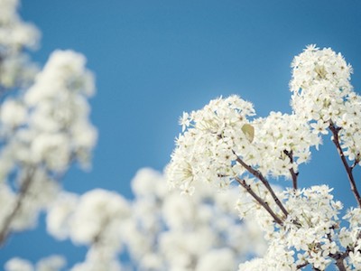 The Unstoppable Bradford Pear